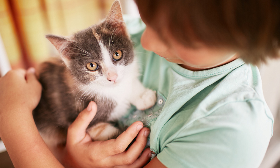 Profitable Award Winning Cattery with Grade II Listed House and Annexe on a 1 Acre Norfolk Property 1