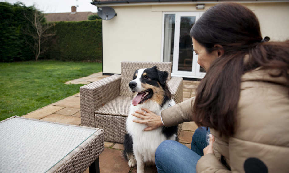 Highly Profitable Dog Breeding Business With House For Sale 1