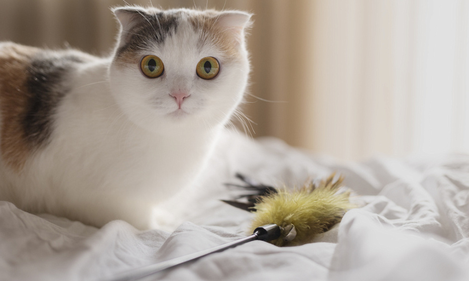 5-Star Licensed Cattery for 30 Cats Located in Nottingham 1