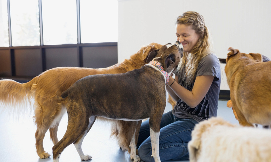 Doggy daycare business for sale in Halifax West Yorkshire with capacity for 40 dogs 1