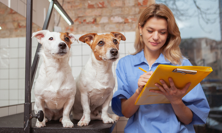 Pet Care Business for Sale in Maldon Essex with Experienced Staff and Expansion Potential 1