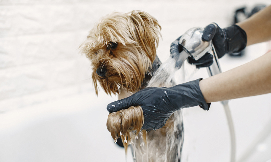 Luxury Dog Grooming Spa in Horsforth, Leeds with High-End Treatments and Expansion Potential 1