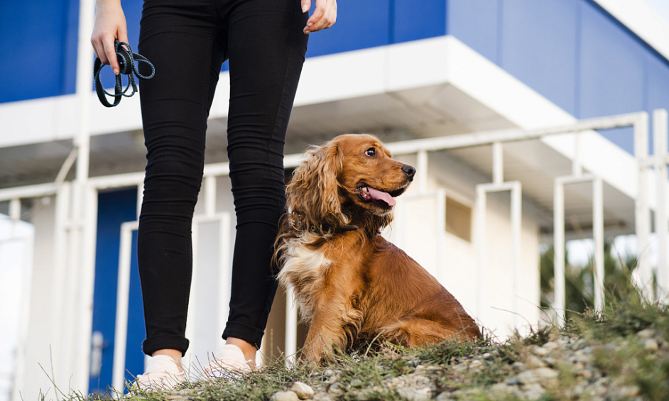 Thriving London Dog Walking & Home Boarding Business for Sale in Orpington 1