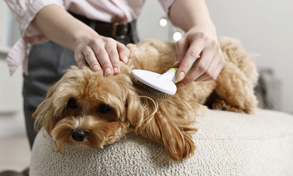 Luxury Dog Grooming Spa in London, £90k turnover, 2350+ Clients for Sale 1