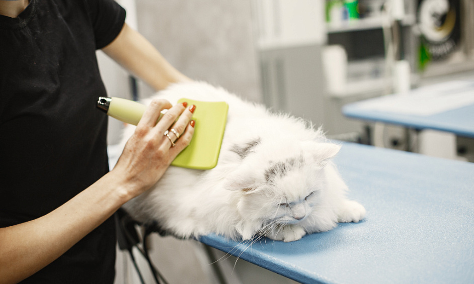 Dog and Cat Grooming Salon for Sale in Birmingham - Pampered Pets Paradise 1