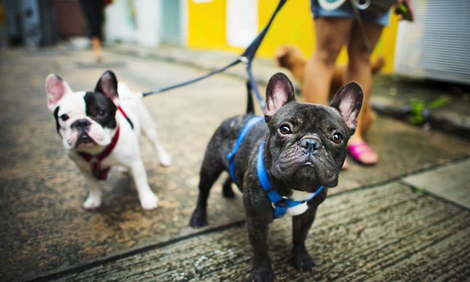 Group dog walking and daycare business in London available for sale 1