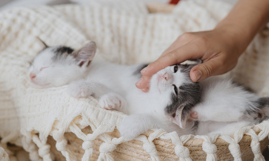 Five Star Luxury Cat Hotel on 3 Acres in Bromley Green Kent for Sale 1