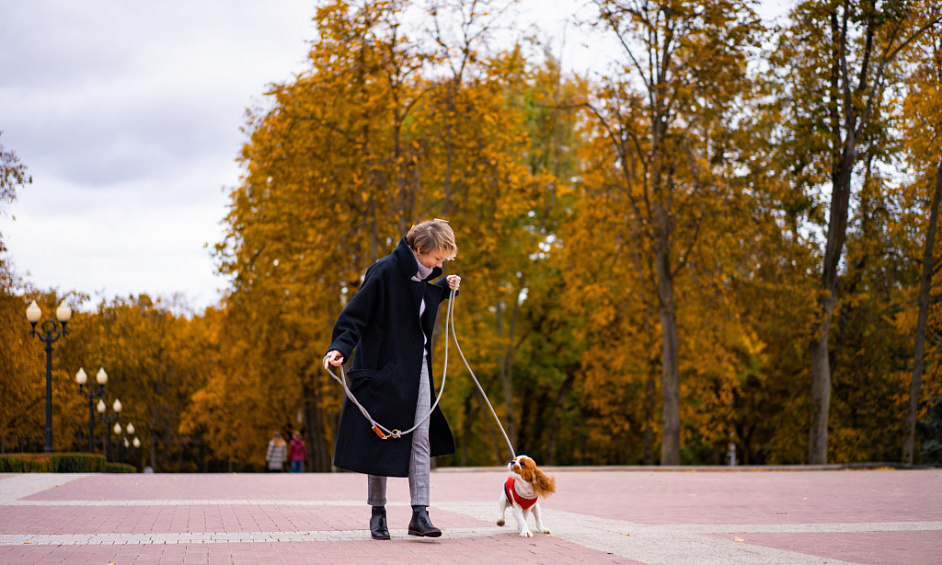 Profitable Dog Walking Franchise in Castleford West Yorkshire Available for Resale 1