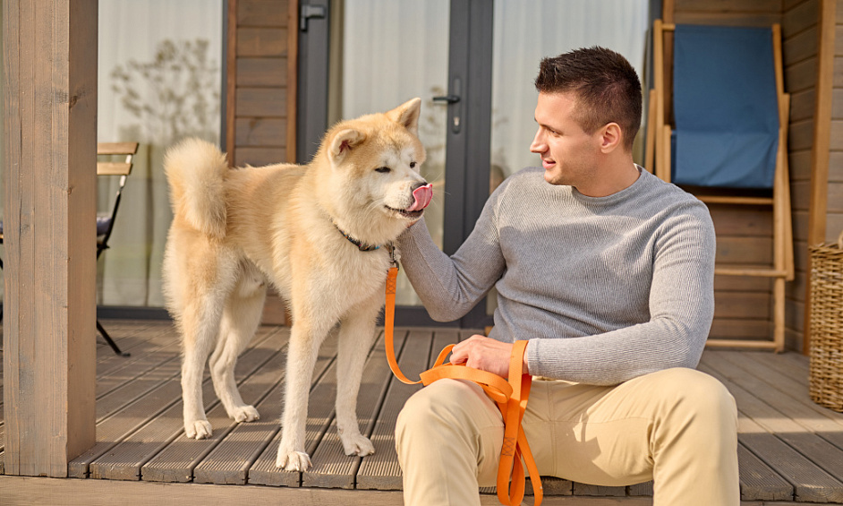 Dog sitting and home boarding business Barking Mad for sale in Bracknell Berkshire 1