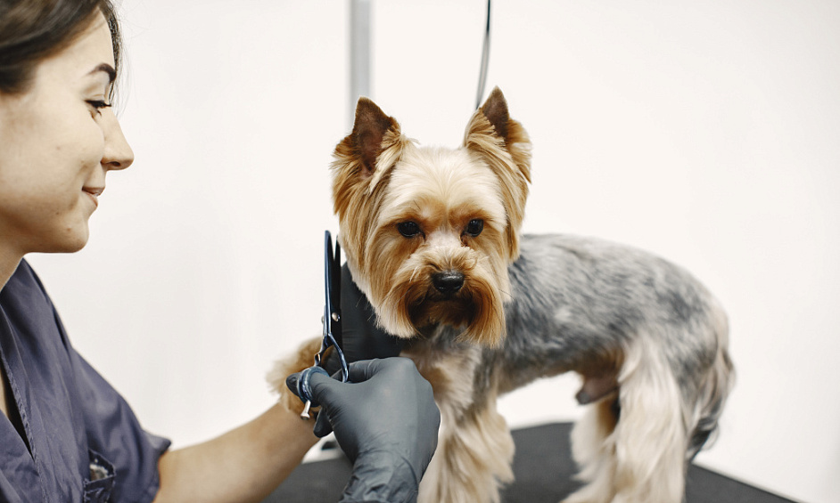 Dog grooming business for sale in Oldham Manchester 1
