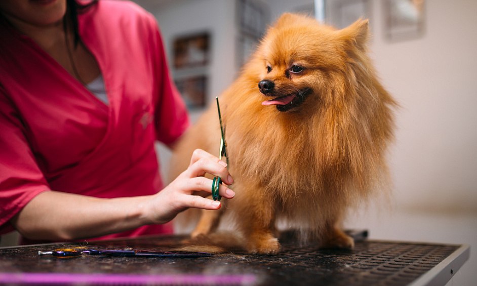 Dog Grooming Spa for Sale in Cleckheaton West Yorkshire 1