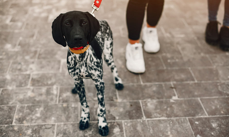 Profitable London-Based Dog Walking Business Up for Sale, High Growth Potential 1