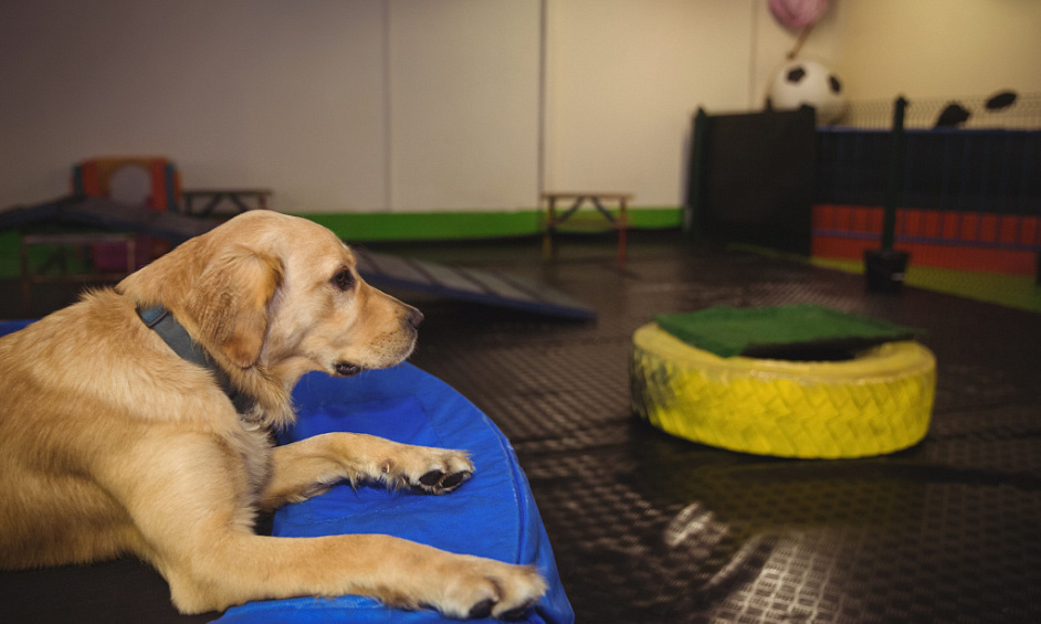 Pet Sector Franchise Opportunity In Rochdale And Oldham For Sale 1 Pet Sector Franchise Opportunity In Rochdale And Oldham For Sale 1
