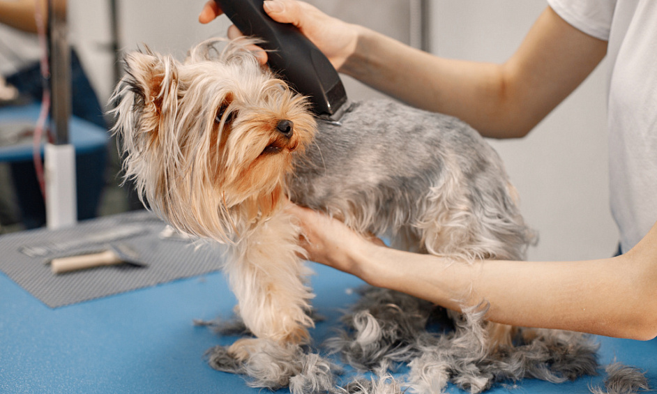 Animal Boarding & Pet Grooming Salon in Gainsborough Lincolnshire for Sale 1