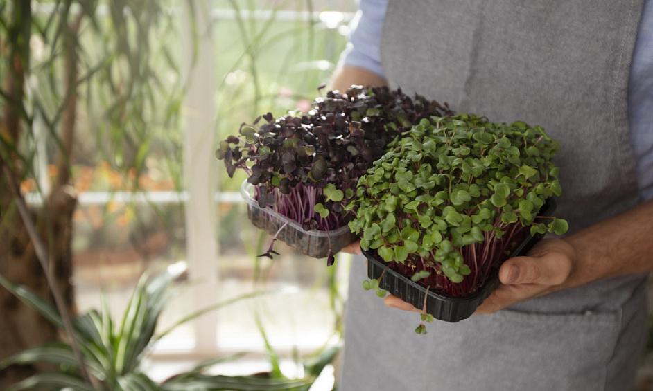 Indoor Microgreens Farm for Sale in City of London with Loyal Clientele and Flexibility 1