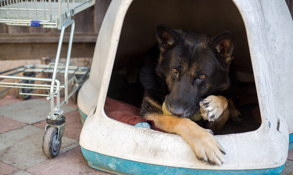 Pet Sector Franchise Opportunity In Blackburn And Burnley For Sale 1
