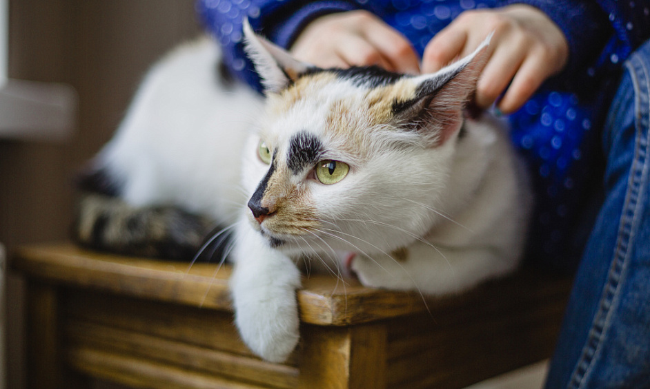 Licensed kennels and cattery with home for sale in semi-rural Ipswich, Suffolk 1