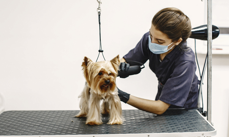 Pet Grooming Business for Sale in Swadlincote South Derbyshire 1