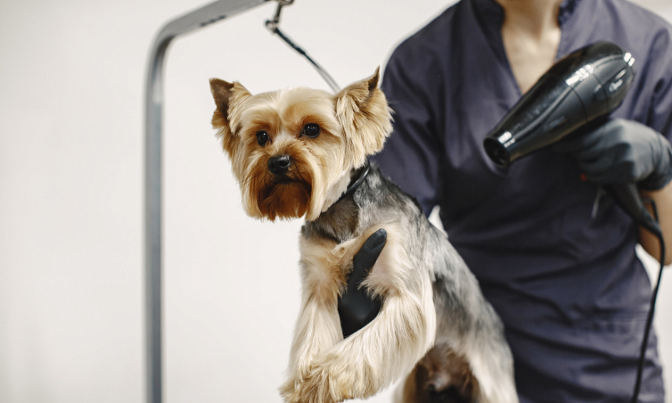 Profitable Dog Grooming Salon in Bournemouth Dorset with Growth Potential for Sale 1