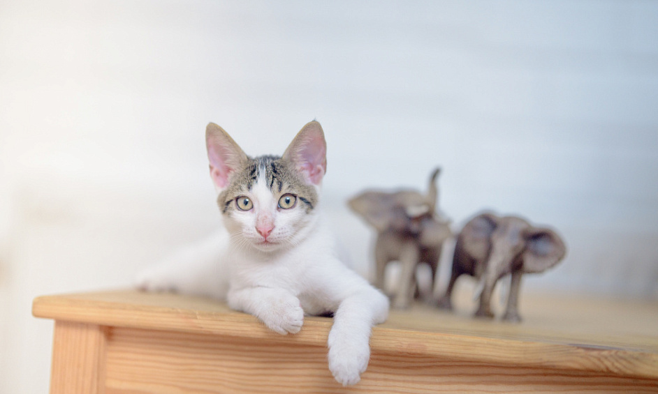 Freehold Cattery with 17 Air Conditioned Pens in Romford London 1