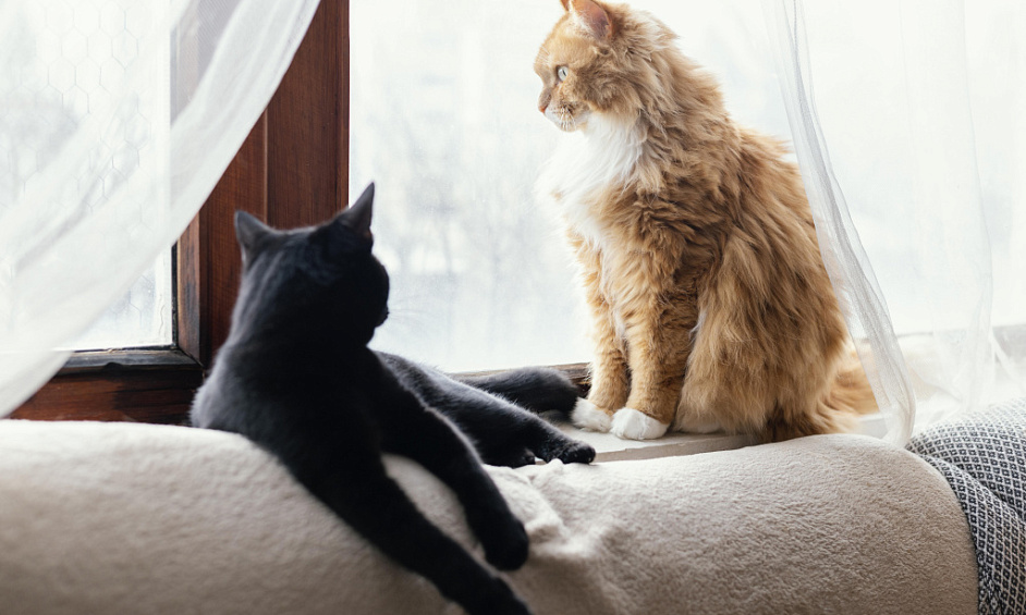 Detached Family Home with Licensed Kennels and Cattery in Suffolk 1