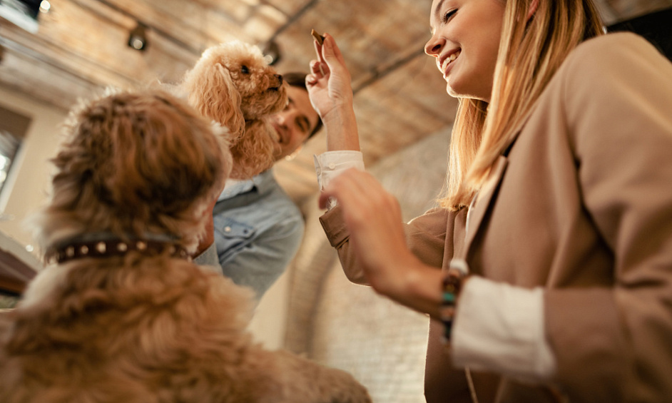 Established Pet Services Company in Warwickshire for Sale, Rapid Growth & Expansion 1