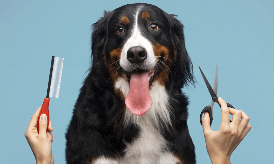 Relocatable Snoopdogs Grooming Salon with Loyal Customers up for Sale in Glasgow 1