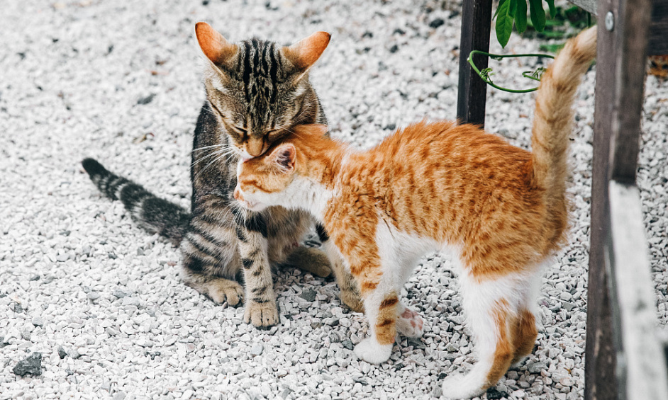 Cattery for sale in Cirencester Gloucestershire with support for new owners 1