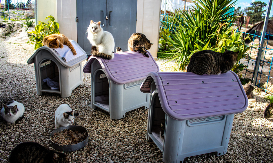 Kennels and cattery business with residence for sale in Poulton-le-Fylde, Lancashire 1 Kennels and cattery business with residence for sale in Poulton-le-Fylde, Lancashire 1