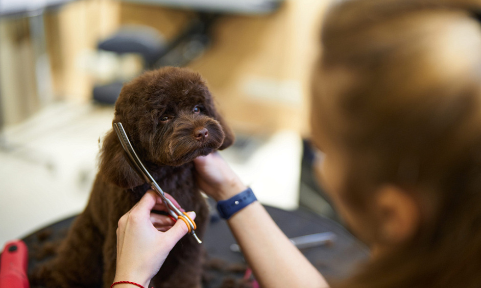 Thriving Dog Grooming Salon in Whitchurch Cardiff with 500+ Clients & Advance Bookings 1 Thriving Dog Grooming Salon in Whitchurch Cardiff with 500+ Clients & Advance Bookings 1