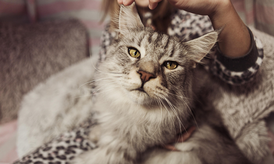 Profitable 5-Star Cattery & Equestrian Business with Home For Sale in Normanton, West Yorkshire 1