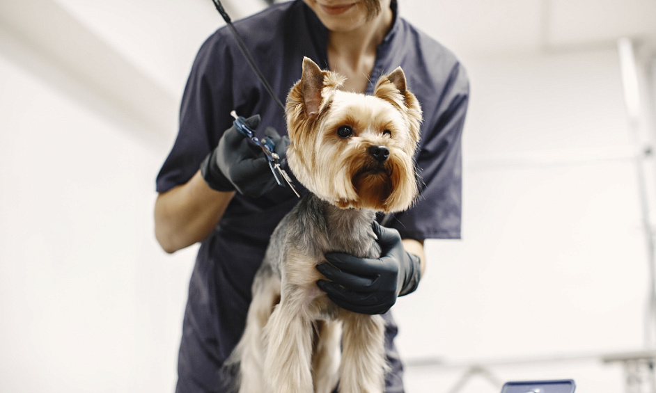 Highly Reputable Dog Grooming Business with Growth Potential up for sale in Sutton Coldfield 1