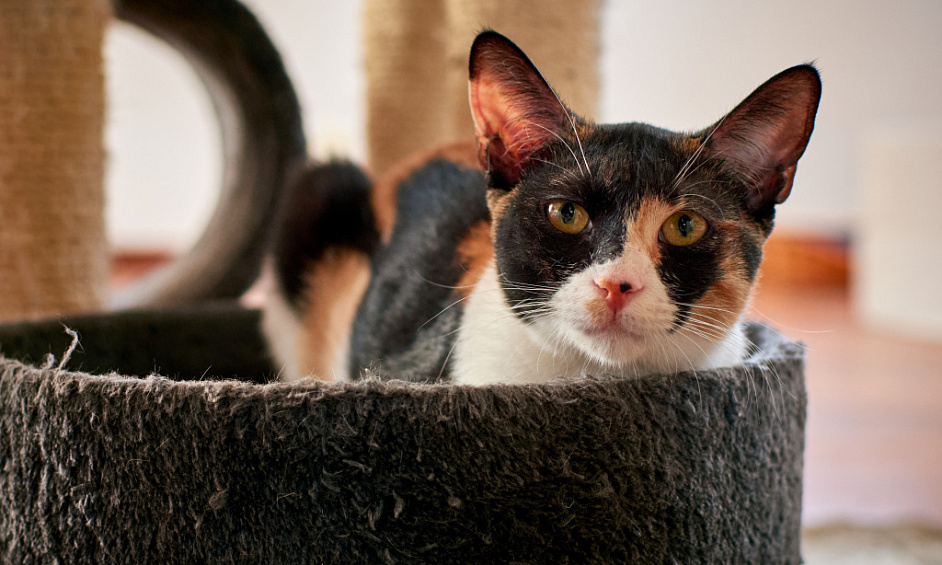 Cattery and Home for Sale in Tipton, West Midlands with Spacious Living Quarters 1