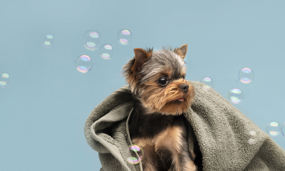 Thriving North London Pet Grooming Salon with Loyal Clientele & Expansion Potential for Sale 1