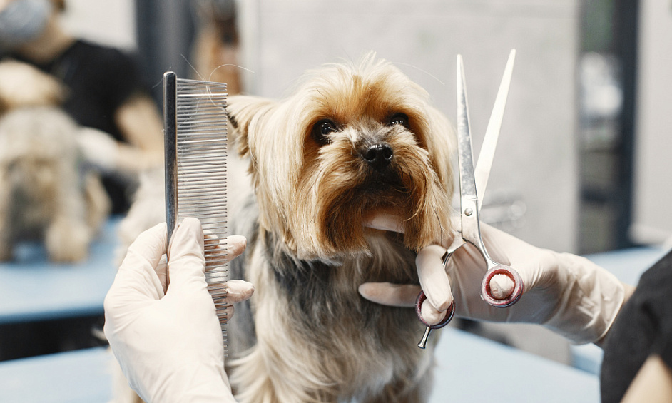 Town Centre Dog Grooming Business in Enniskillen County Fermanagh For Sale 1