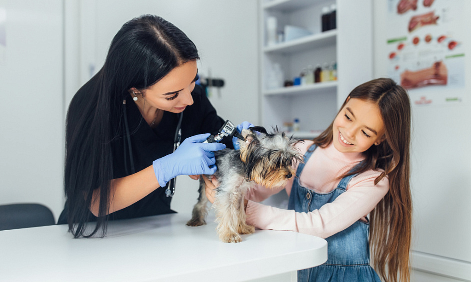 Dog and Cat Grooming Salon for Sale in Birmingham - Pampered Pets Paradise 1