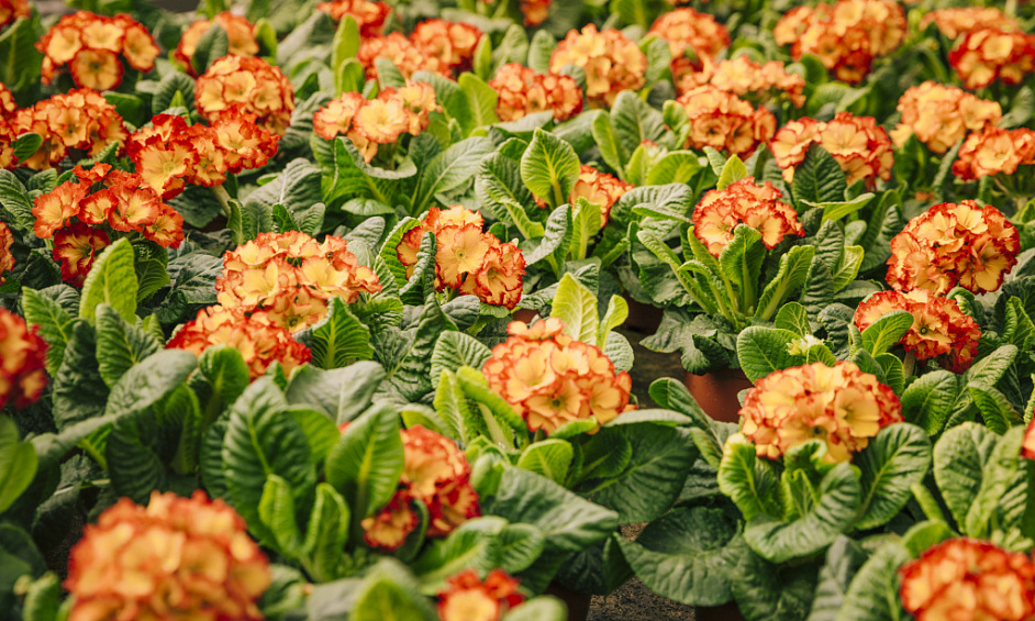 Garden centre for sale in Reading Berkshire with retail and storage use permissions 1