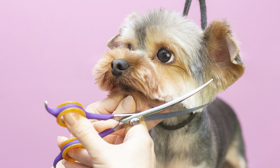 High-rated Professional Pet Grooming Salon in East London for Sale 1