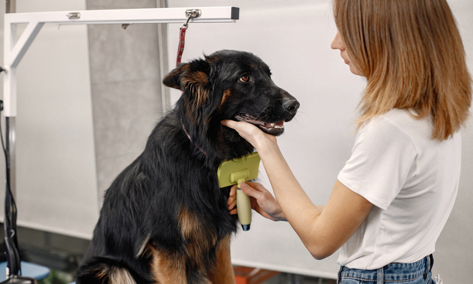 Dog Wash and Grooming Business for Sale in Dorchester, Dorset 1