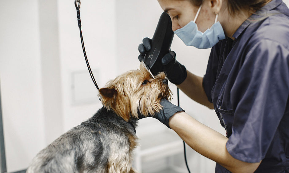 Pet grooming salon for sale in Stockport Manchester 1